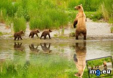 Tags: alaska, bear, brown, cubs (Pict. in Beautiful photos and wallpapers)