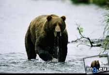 Tags: bear, brown, hunt (Pict. in National Geographic Photo Of The Day 2001-2009)