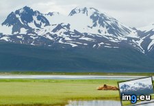 Tags: alaska, bear, brown, katmai, national, park (Pict. in Beautiful photos and wallpapers)