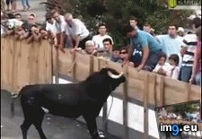 Tags: bull (GIF in Rehost)