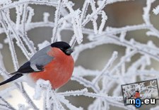 Tags: 1366x768, bullfinch, wallpaper (Pict. in Animals Wallpapers 1366x768)