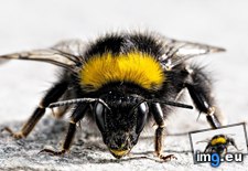 Tags: 1366x768, bumblebee, wallpaper (Pict. in Animals Wallpapers 1366x768)