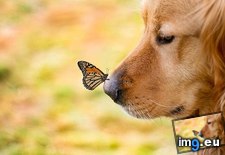 Tags: butterfly, cute, dogs, nose (Pict. in Rehost)
