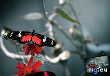 Tags: butterfly, wallpaper, wide (Pict. in Unique HD Wallpapers)
