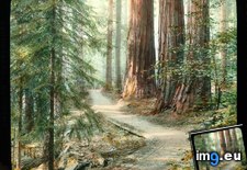 Tags: big, calaveras, forest, giganteum, graces, park, sequoia, sequoiadendron, state, trees (Pict. in Branson DeCou Stock Images)