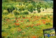 Tags: blossoms, california, castilleja, field, forest, indian, paintbrush, red (Pict. in Branson DeCou Stock Images)