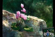 Tags: blossoms, california, cyclamen, fauna, flora, growing, pink, rock, species (Pict. in Branson DeCou Stock Images)