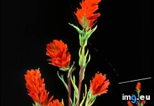 Tags: blossoms, california, castilleja, fauna, flora, indian, paintbrush, stems (Pict. in Branson DeCou Stock Images)