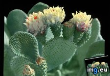 Tags: beavertail, bloom, cactus, california, fauna, flora, opuntia, pear, prickly (Pict. in Branson DeCou Stock Images)