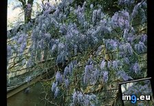 Tags: building, california, fauna, flora, purple, shingled, sinensis, wisteria, wood (Pict. in Branson DeCou Stock Images)