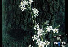 Tags: blossoms, california, fauna, flora, lilium, lily, plant, washington, washingtonianum, white (Pict. in Branson DeCou Stock Images)