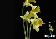 Tags: california, daffodils, fauna, flora, yellow (Pict. in Branson DeCou Stock Images)