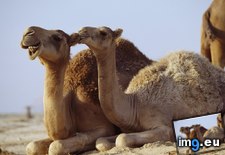 Tags: bite, camel (Pict. in National Geographic Photo Of The Day 2001-2009)