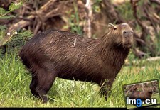 Tags: capybaras (Pict. in National Geographic Photo Of The Day 2001-2009)