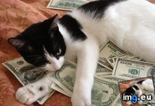 Tags: cat, moneyz (Pict. in Rehost)