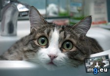 Tags: 1366x768, cat, sink, wallpaper (Pict. in Cats and Kitten Wallpapers 1366x768)