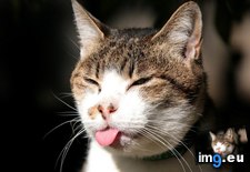 Tags: 1366x768, cat, tongue, wallpaper (Pict. in Cats and Kitten Wallpapers 1366x768)