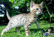 Tags: bengal, british, cats, enjoying, kitten, sunshine (Pict. in My r/CATS favs)