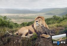 Tags: bonding, cat, cats, lion (Pict. in My r/CATS favs)