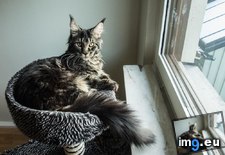Tags: ago, called, cat, cats, grew, kitten, month, picture, posted, punk, rock (Pict. in My r/CATS favs)
