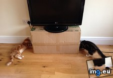Tags: box, cats, investigating, minutes, ran, spent, spider (Pict. in My r/CATS favs)