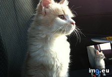 Tags: all, cats, defied, happy, heartbreaking, kitten, motorway, odds, previous, rescue, road, story (Pict. in My r/CATS favs)
