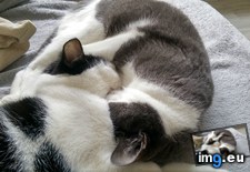 Tags: cats, fighting, heart, lightened, sleep, weeks (Pict. in My r/CATS favs)