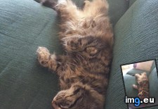Tags: cats, tuckered (Pict. in My r/CATS favs)
