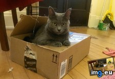 Tags: amazon, cats, sell (Pict. in My r/CATS favs)