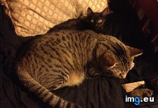Tags: cat, cats, kitten, stray, update (Pict. in My r/CATS favs)