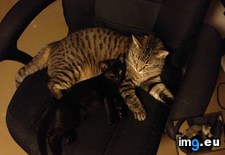 Tags: cat, cats, kitten, stray, update (Pict. in My r/CATS favs)