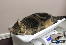 Tags: annie, bed, cats, claimed, kitty, loves, scale, vet (Pict. in My r/CATS favs)