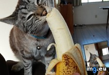 Tags: banana, cats, eating, monkey, requested (Pict. in My r/CATS favs)