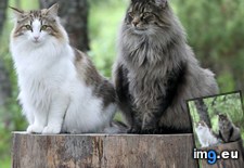 Tags: beautiful, cats, forest, norwegian (Pict. in My r/CATS favs)