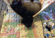 Tags: behold, cats, great, rescue, story, walmart (Pict. in My r/CATS favs)
