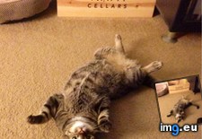 Tags: belly, cats, rub (Pict. in My r/CATS favs)