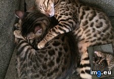 Tags: bengals, cats, spooning (Pict. in My r/CATS favs)