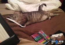 Tags: big, blanket, cats, comfy, dryer, envelope, moves, out, sleep (Pict. in My r/CATS favs)