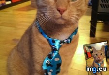 Tags: bought, cat, cats, tie (Pict. in My r/CATS favs)