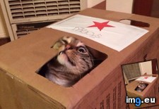 Tags: box, cats (Pict. in My r/CATS favs)