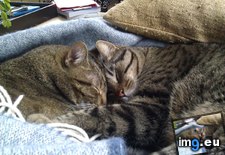 Tags: brotherly, cats, love (Pict. in My r/CATS favs)
