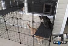 Tags: apartment, built, cat, cats, diy, easy, enclosure, porch (Pict. in My r/CATS favs)