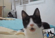 Tags: cat, cats, dog, perfectly, trained (GIF in My r/CATS favs)