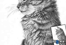 Tags: cat, cats, drawing (Pict. in My r/CATS favs)