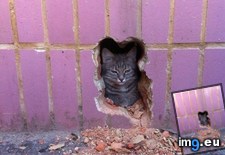 Tags: cat, cats, fucks, giving, nesting, wall (Pict. in My r/CATS favs)