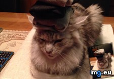 Tags: cat, cats, head, socks (Pict. in My r/CATS favs)