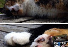 Tags: cat, catnaps, cats, feet (Pict. in My r/CATS favs)