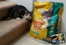 Tags: cat, cats, caught, food, get (Pict. in My r/CATS favs)