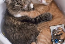 Tags: cats, caught, cuddling (Pict. in My r/CATS favs)