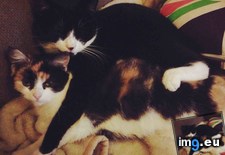 Tags: cats, caught, spooning, two (Pict. in My r/CATS favs)